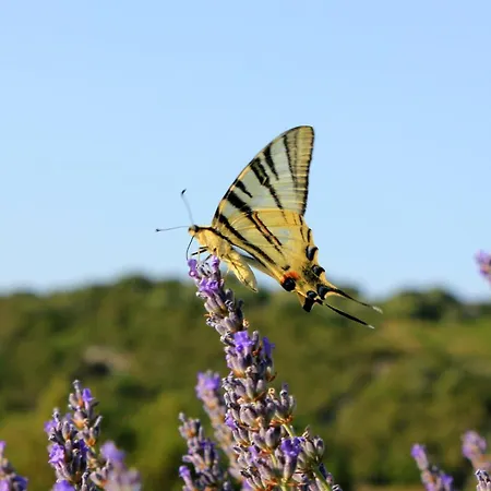 Daire With Parking Space Zaglav, Dugi Otok - 878 *