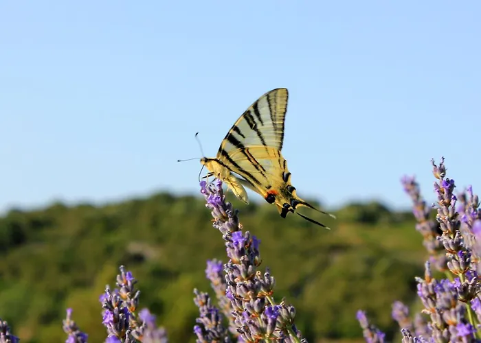 Appartamento With Parking Space Zaglav, Dugi Otok - 878 *