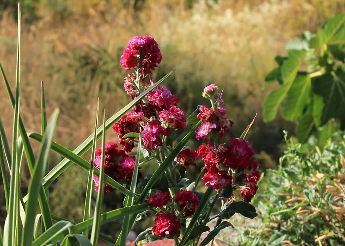 With Parking Space Zaglav, Dugi Otok - 878